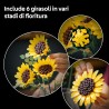 LEGO Botanicals Bouquet di Girasoli - 11502